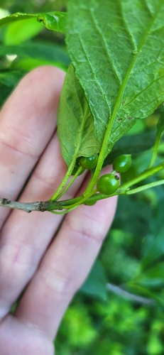 Ilex collina