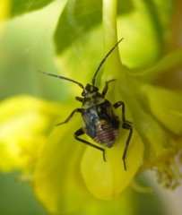 Brachycoleus pilicornis