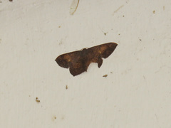 Serratophyga subangulata