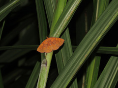 Singara diversalis