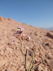 Limonium pruinosum