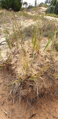 Lomandra leucocephala