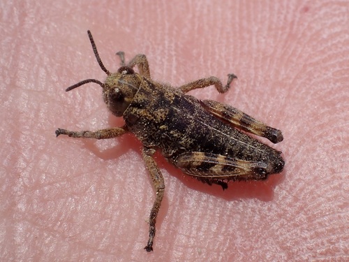 iNaturalist observation photo of Hypsalonia tioga