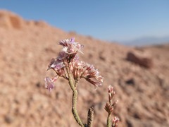 Limonium pruinosum