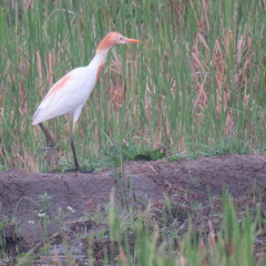 Bubulcus ibis