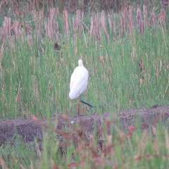 Bubulcus ibis