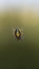 Zygiellinae