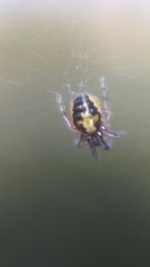 Zygiellinae