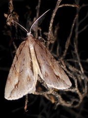 Pseudocoremia lupinata