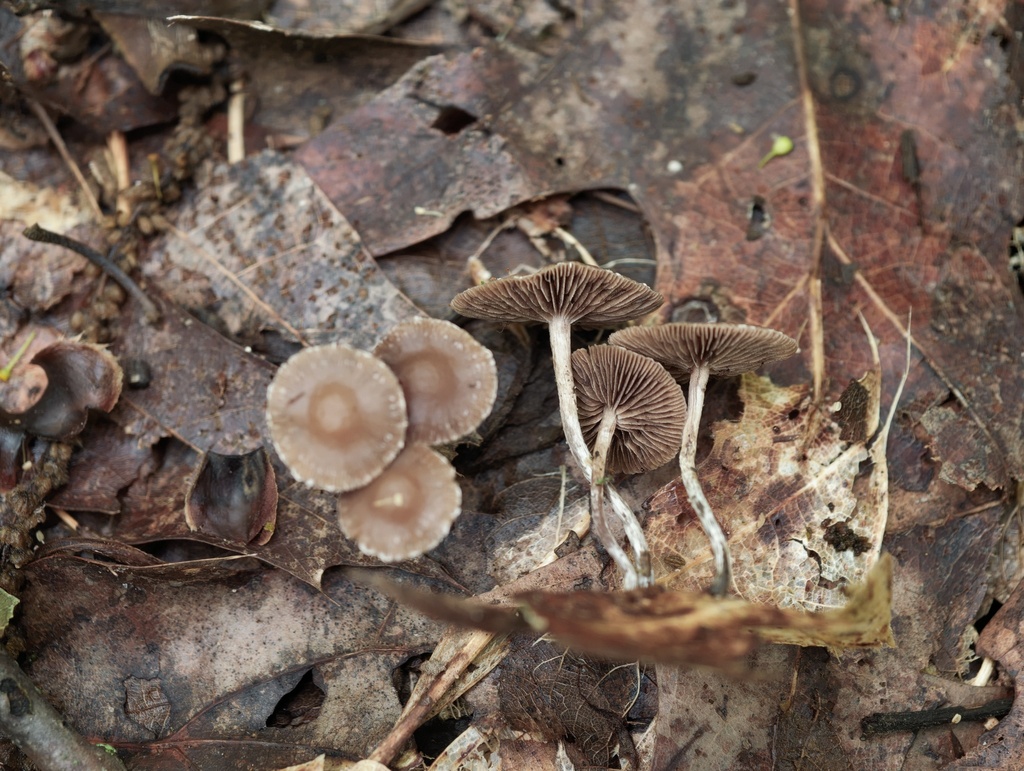 Deconica sp. 'IN01'