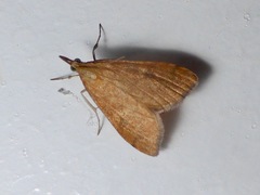Udeini