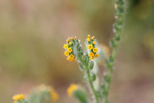 Amsinckia calycina, photograph 6