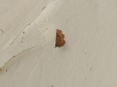 Throana pectinifer