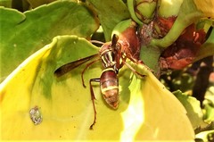 Polistes stigma townsvillensis