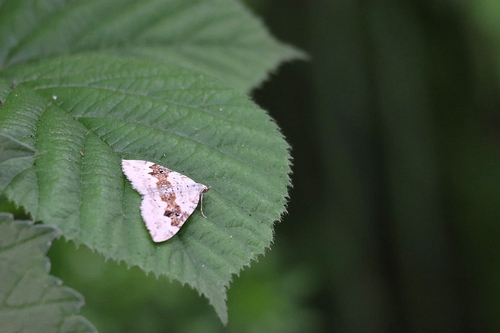 Silver-ground Carpet