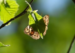 Pararge aegeria