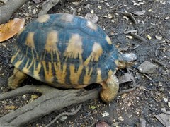 Astrochelys radiata