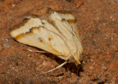 Achyra coelatalis