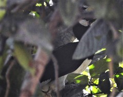 Anthracoceros coronatus