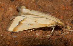 Achyra coelatalis