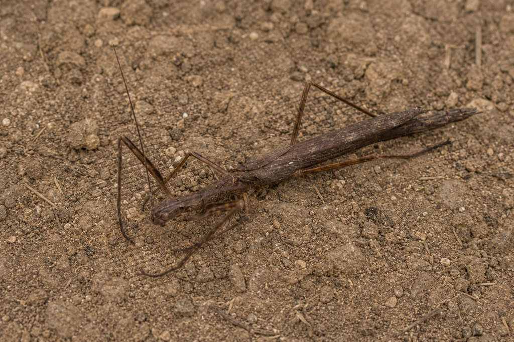 Prexaspes paulensis