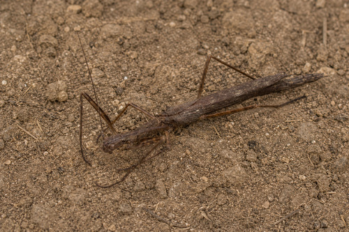 Prexaspes paulensis