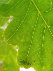 Polydrusus formosus