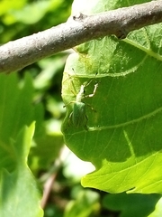 Polydrusus formosus