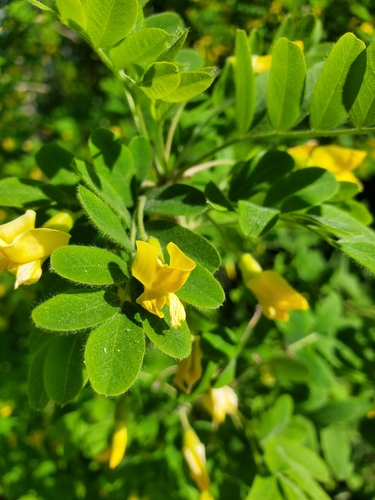 Siberian peashrub