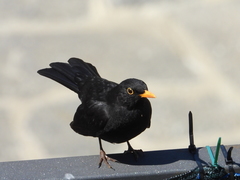 Turdus merula