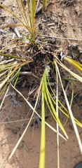 Lomandra leucocephala