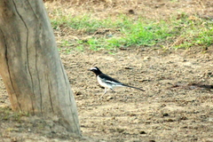 Motacilla maderaspatensis