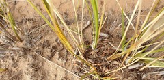 Lomandra leucocephala