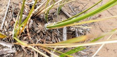 Lomandra leucocephala