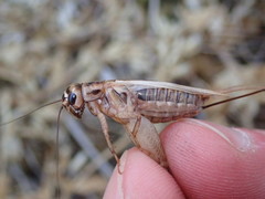 Acheta domesticus