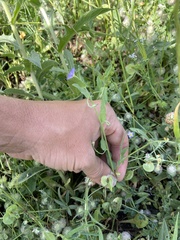 Convolvulus pentapetaloides