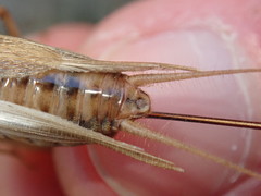 Acheta domesticus