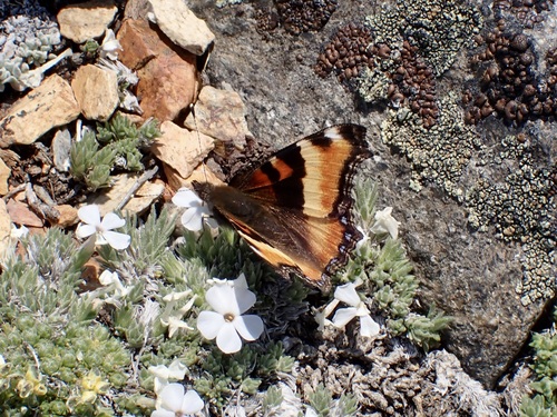 iNaturalist observation photo of Milbert's Tortoiseshell
