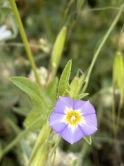 Convolvulus pentapetaloides