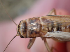 Acheta domesticus