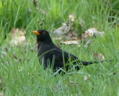 Turdus merula