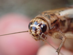 Acheta domesticus