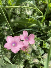 Linum pubescens