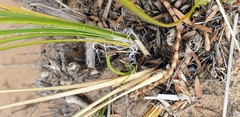 Lomandra leucocephala