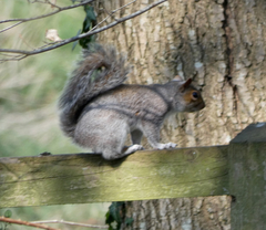 Sciurus carolinensis