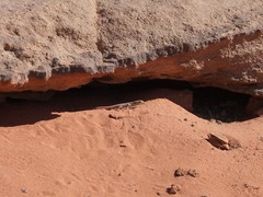 Acanthodactylus schmidti