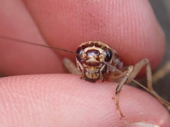 Acheta domesticus