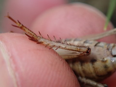Acheta domesticus