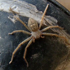 Olios sericeus