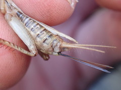 Acheta domesticus
